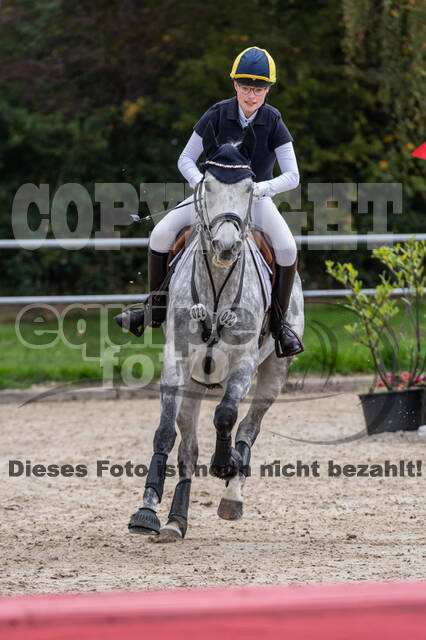 Goldene Schärpe 2020 - Pferde