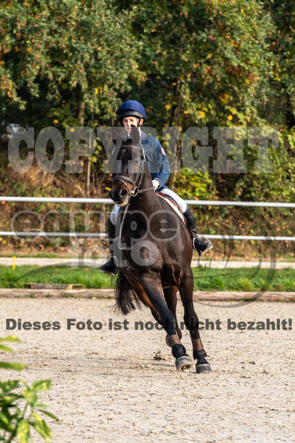 Goldene Schärpe 2020 - Pferde