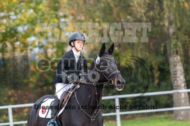 Goldene Schärpe 2020 - Pferde