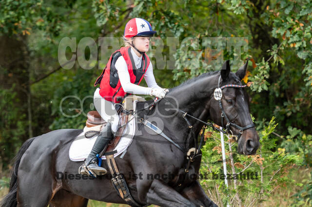 Goldene Schärpe 2020 - Pferde