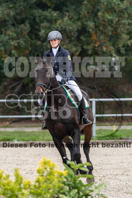 Goldene Schärpe 2020 - Pferde