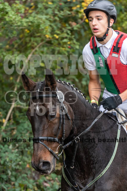 Goldene Schärpe 2020 - Pferde
