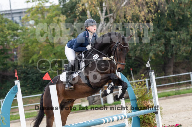 Goldene Schärpe 2020 - Pferde