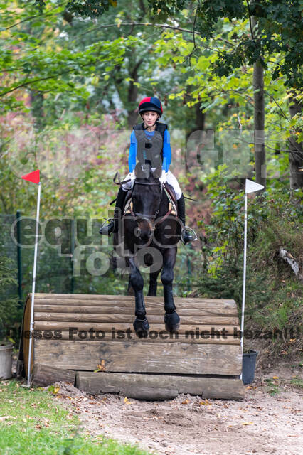 Goldene Schärpe 2020 - Pferde