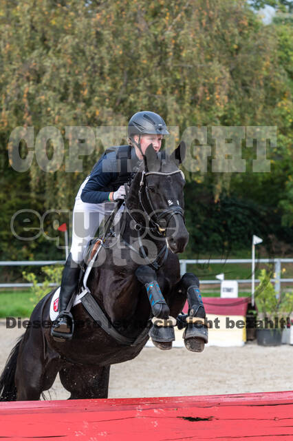 Goldene Schärpe 2020 - Pferde