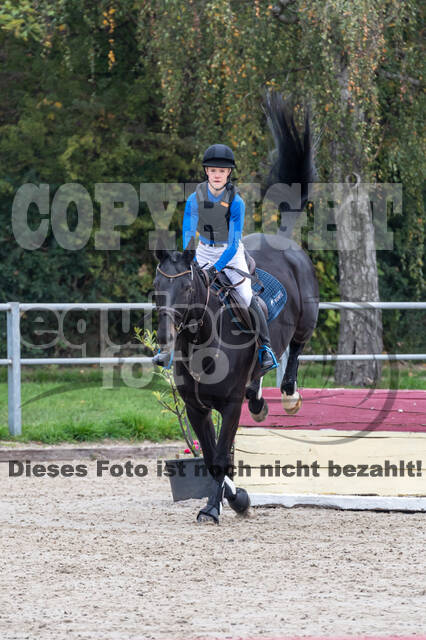 Goldene Schärpe 2020 - Pferde