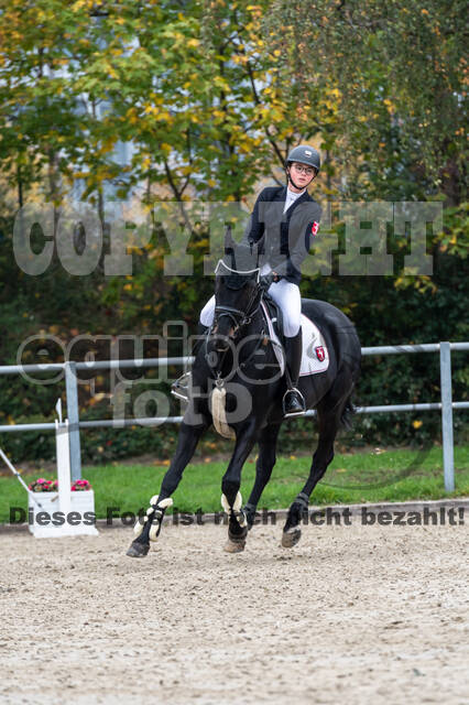 Goldene Schärpe 2020 - Pferde