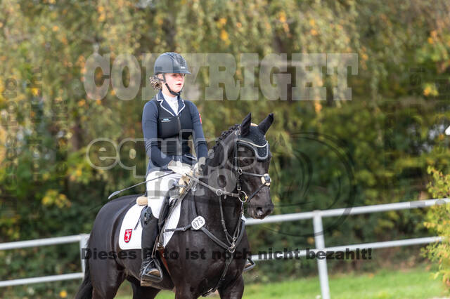 Goldene Schärpe 2020 - Pferde