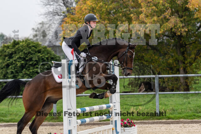 Goldene Schärpe 2020 - Pferde