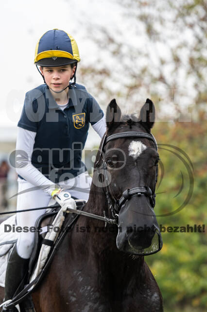 Goldene Schärpe 2020 - Pferde