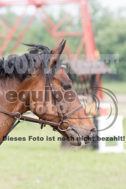 Vielseitigkeitsturnier ZRFV von Lützow Hamminkeln