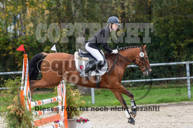 Goldene Schärpe 2020 - Pferde