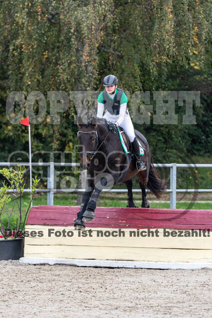 Goldene Schärpe 2020 - Pferde