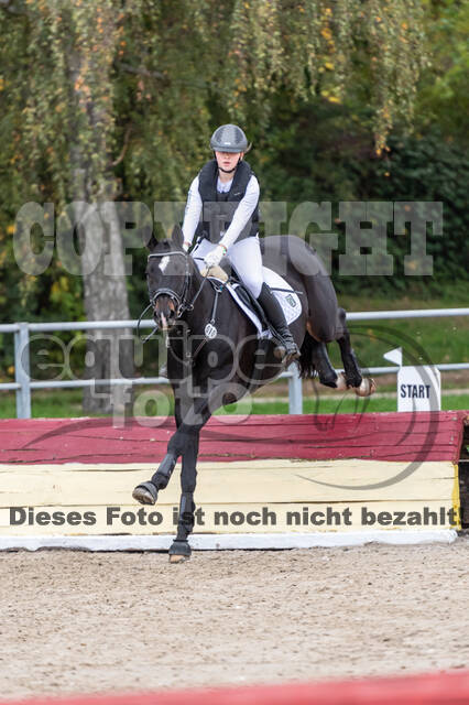 Goldene Schärpe 2020 - Pferde