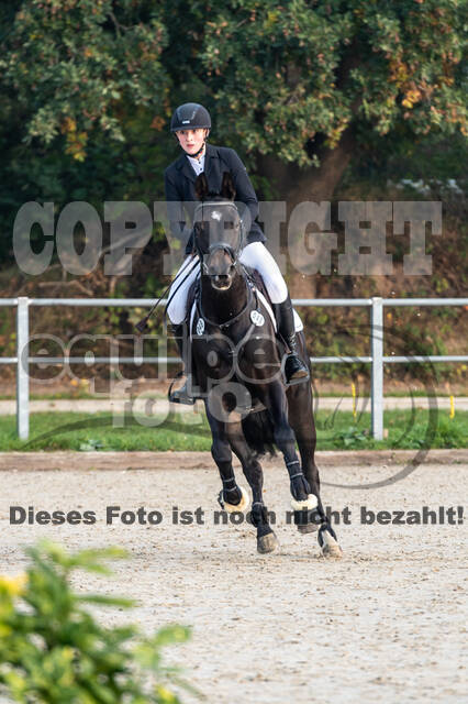 Goldene Schärpe 2020 - Pferde