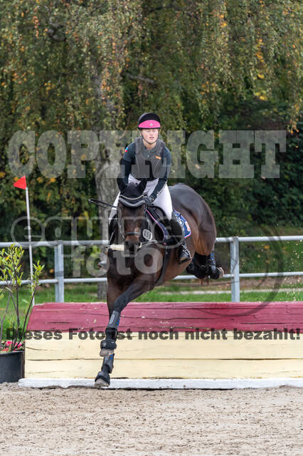 Goldene Schärpe 2020 - Pferde