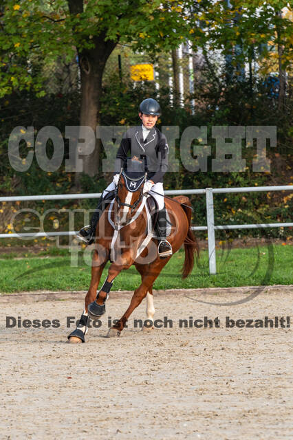 Goldene Schärpe 2020 - Pferde