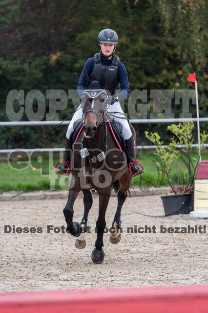 Goldene Schärpe 2020 - Pferde