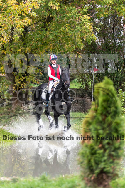 Goldene Schärpe 2020 - Pferde