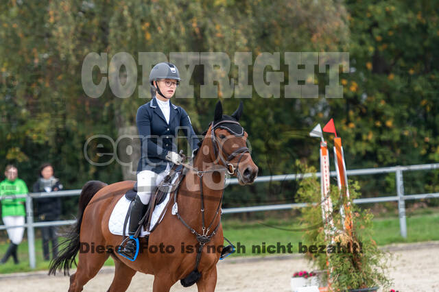 Goldene Schärpe 2020 - Pferde