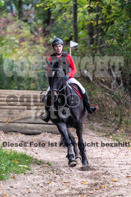 Goldene Schärpe 2020 - Pferde