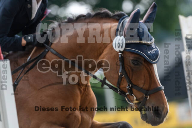 Goldene Schärpe 2021 - Ponys