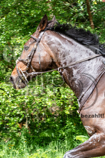 Westerstede Horse Trials 2021