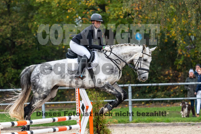 Goldene Schärpe 2020 - Pferde