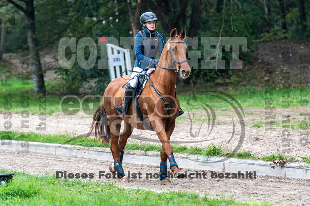 Goldene Schärpe 2020 - Pferde