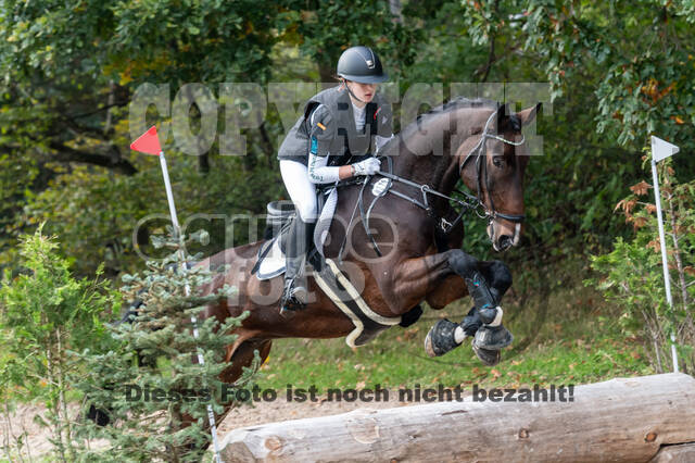 Goldene Schärpe 2020 - Pferde