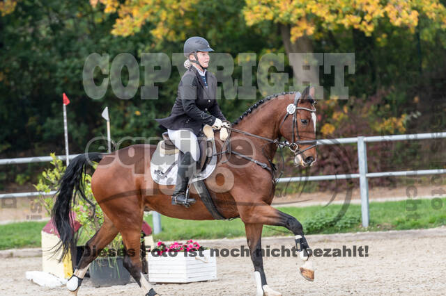 Goldene Schärpe 2020 - Pferde