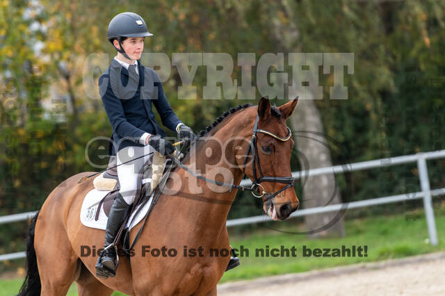 Goldene Schärpe 2020 - Pferde