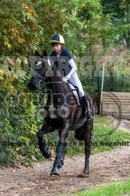 Goldene Schärpe 2020 - Pferde