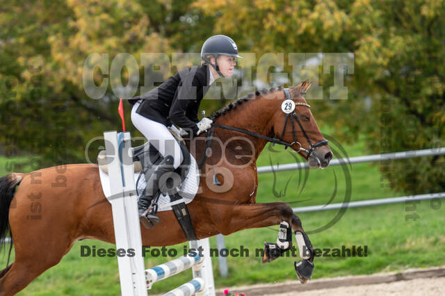 Goldene Schärpe 2020 - Pferde