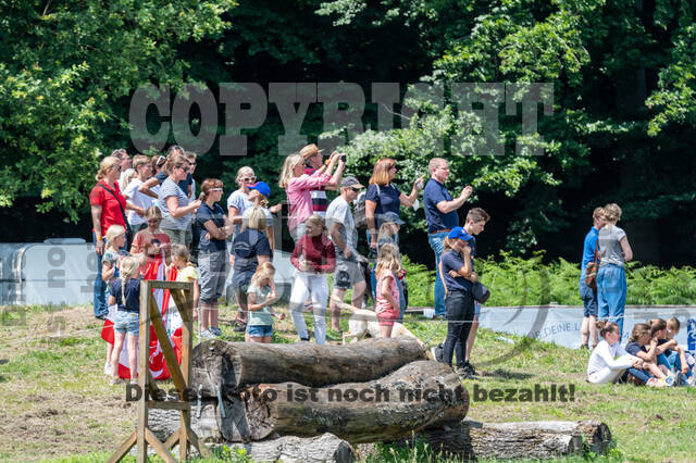 Goldene Schärpe 2021 - Ponys