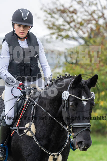 Goldene Schärpe 2020 - Pferde