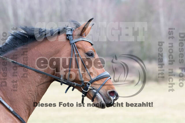 Geländetraining RSV St. Hubertus Wesel Obrighoven