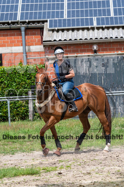 Hunter Geländetraining 10.07.2021 (Sonsbeck)