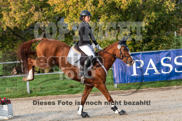 Goldene Schärpe 2020 - Pferde