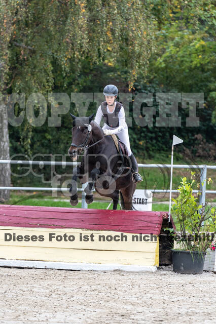 Goldene Schärpe 2020 - Pferde