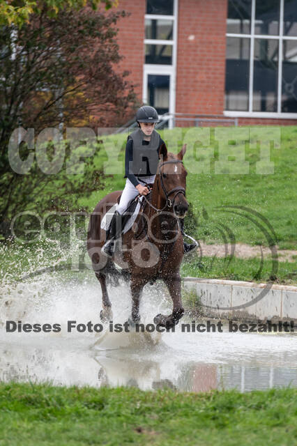 Goldene Schärpe 2020 - Pferde