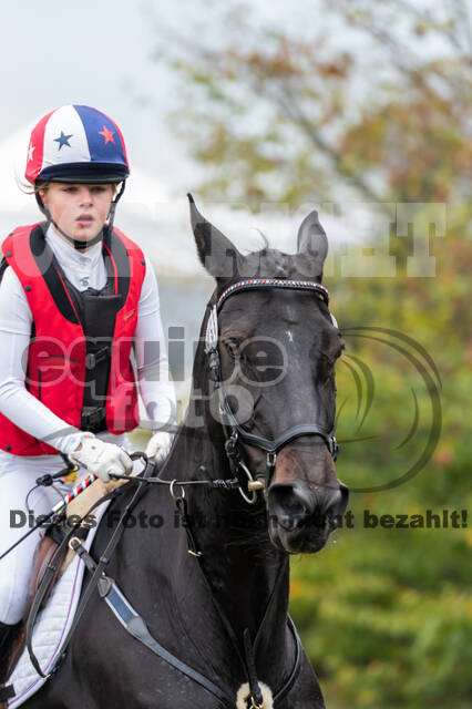 Goldene Schärpe 2020 - Pferde