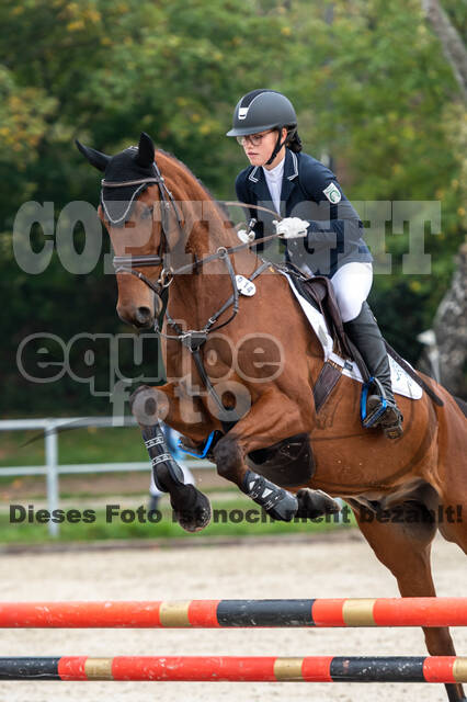 Goldene Schärpe 2020 - Pferde