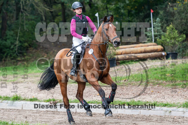 Goldene Schärpe 2020 - Pferde