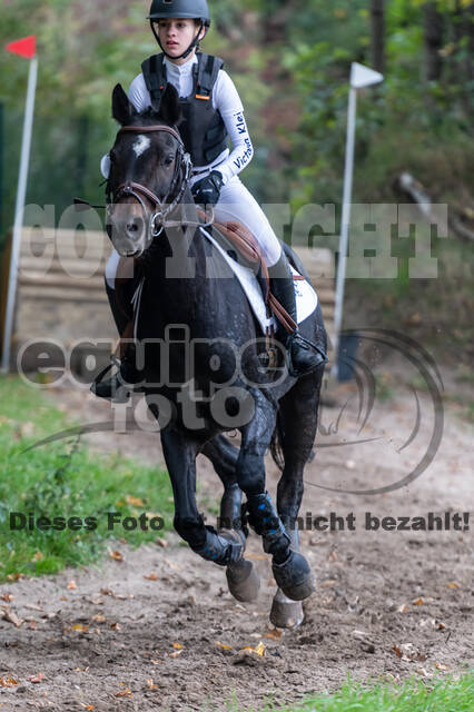 Goldene Schärpe 2020 - Pferde