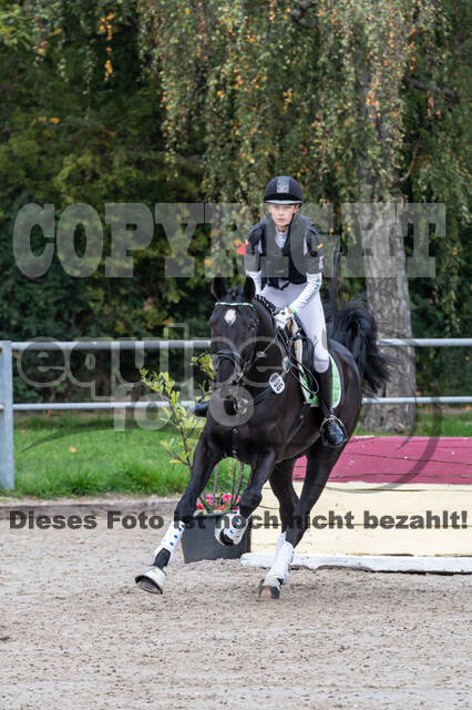 Goldene Schärpe 2020 - Pferde