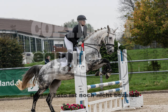 Goldene Schärpe 2020 - Pferde