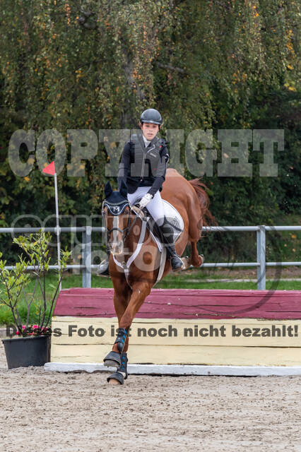 Goldene Schärpe 2020 - Pferde