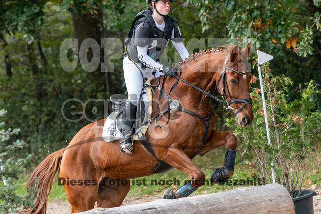 Goldene Schärpe 2020 - Pferde