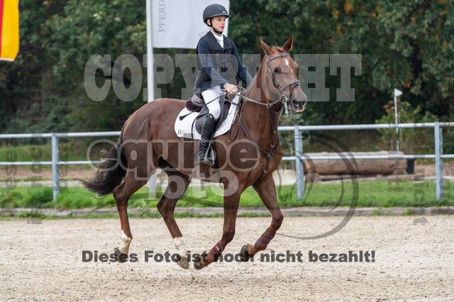 Goldene Schärpe 2020 - Pferde